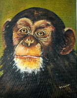 Chimp looking