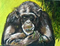 Chimpanzee