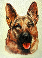 German shepherd looking