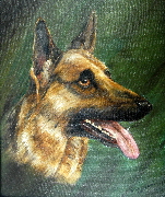 German shepherd waiting