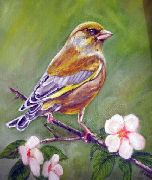 Greenfinch in the meadow