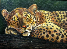 Leopard