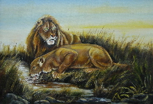 Lions at the water hole