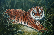 Tiger in the grass