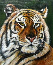Tiger looking